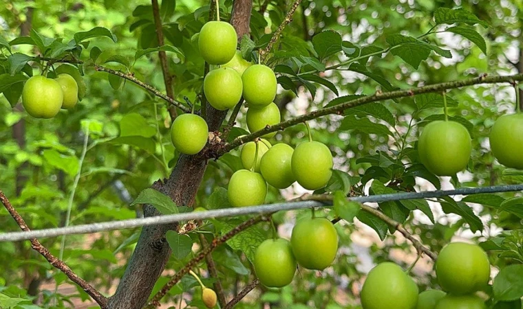 Fiyatı altınla yarışıyor