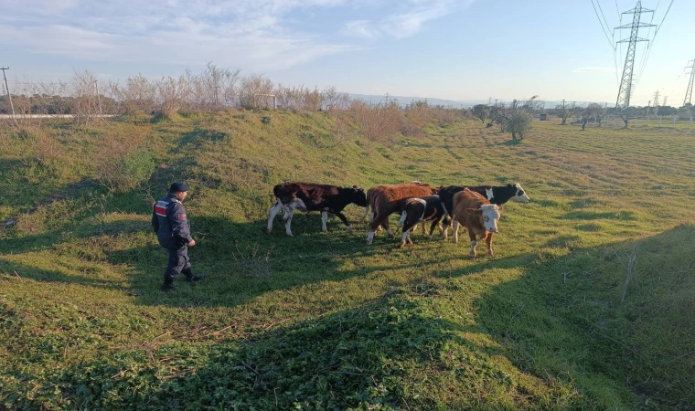 Jandarma kayıp inekleri buldu