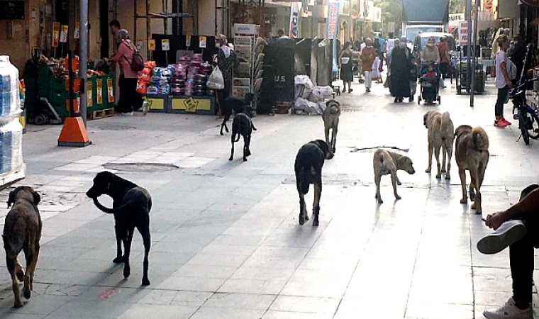 Manisa’daki tüm başıboş köpekler toplanacak!