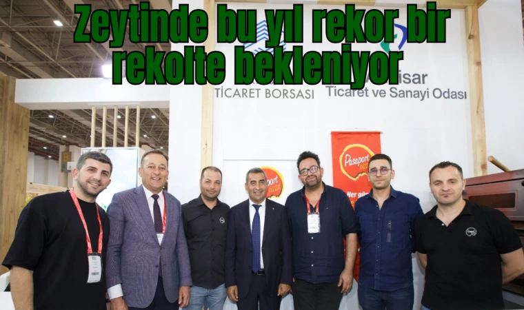 Zeytinde bu yıl rekor bir rekolte bekleniyor 