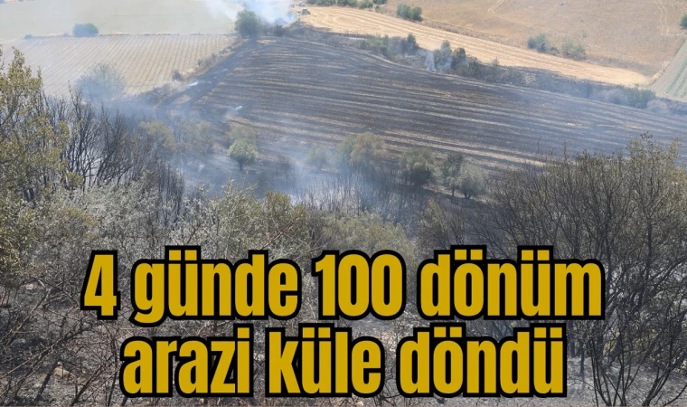 4 günde 100 dönüm arazi küle döndü