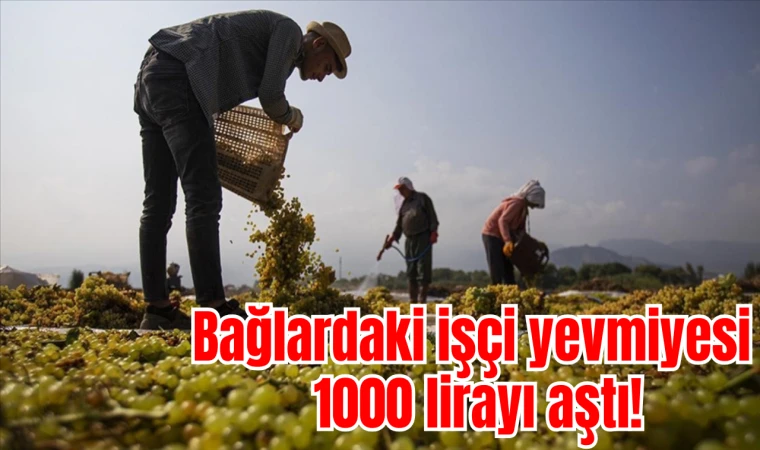 Bağlardaki işçi yevmiyesi 1000 lirayı aştı!