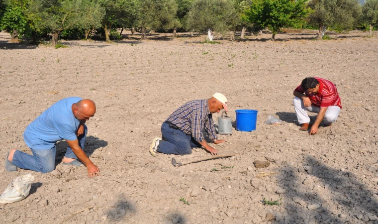 Kırkağaç kavununda ekim yapıldı, hasat ağustosta