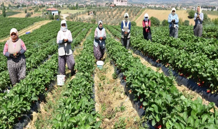 Köprübaşı’nın tescilli çileği sezonu kapattı