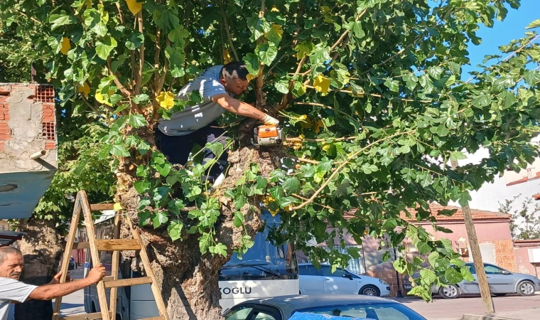 Manisa artık daha yeşil