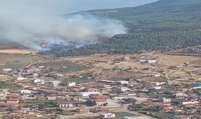 Manisa'da orman yangını