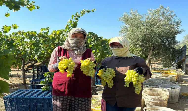 Manisa'da üzüm için hasat zamanı