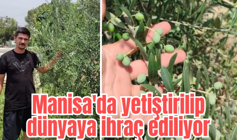 Manisa'da yetiştirilip dünyaya ihraç ediliyor