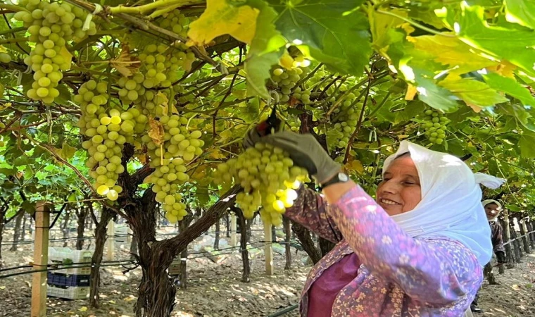 Sarıgöl'de üzüm hasadı başladı