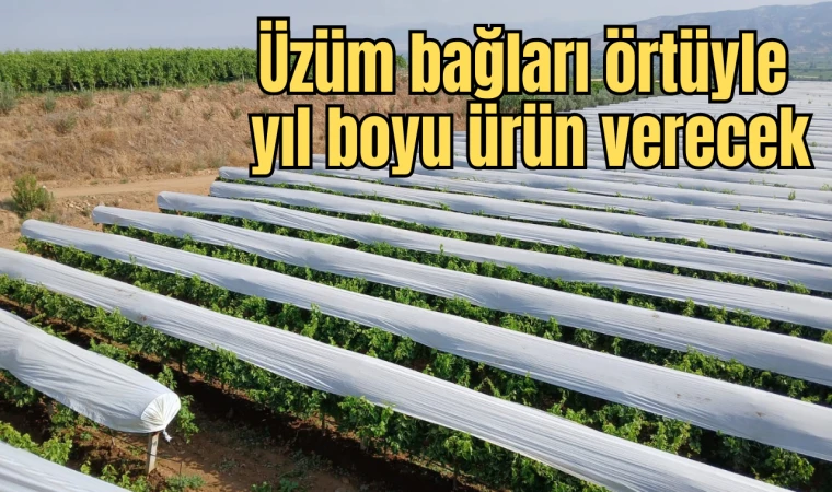 Üzüm bağları örtüyle yıl boyu ürün verecek