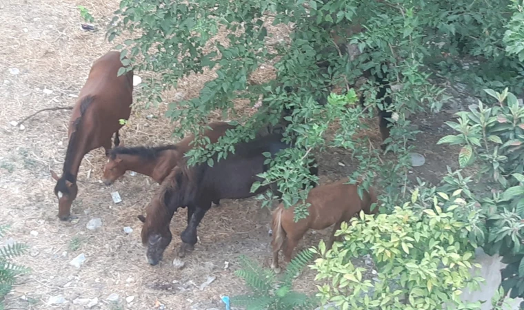 Yılkı atları şehir merkezine indi