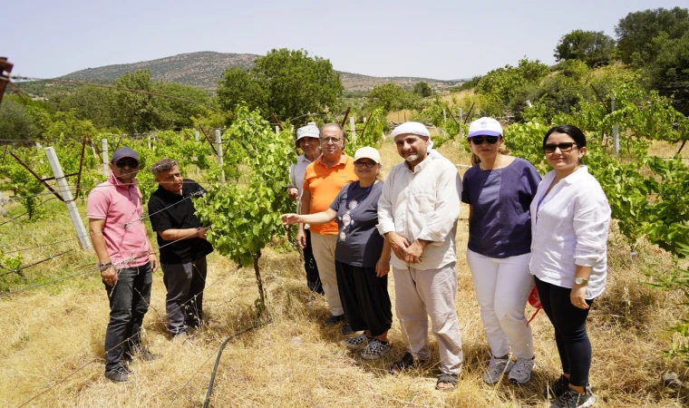 Yunusemre Belediyesi Organik Bağcılık Projesine desteğini sürdürüyor