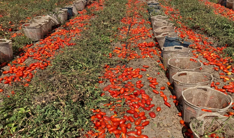 25 ton domates vatandaşlara dağıtıldı