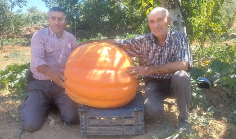 Bu balkabakları görenleri şok ediyor