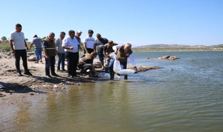 Demirci barajlarına 75 bin yavru balık bırakıldı