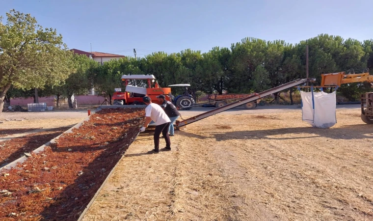 Manisa Hacıhaliller kurutulan üzümler kaldırılıyor