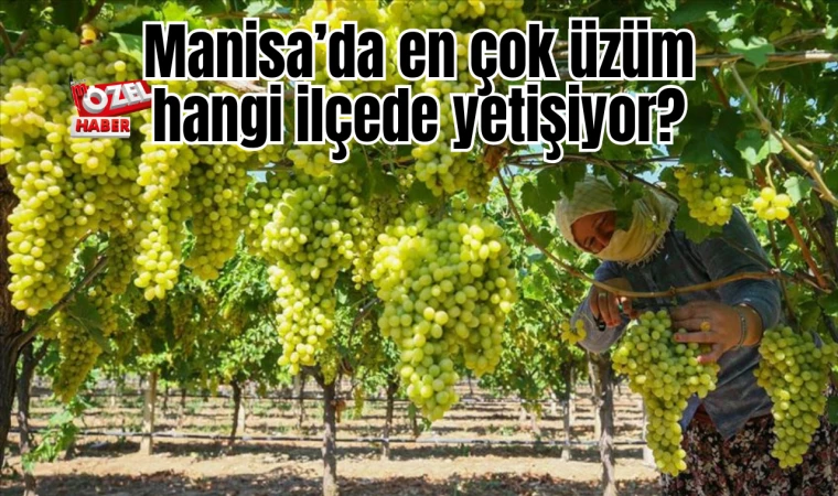 Manisa’da en çok üzüm hangi ilçede yetişiyor?