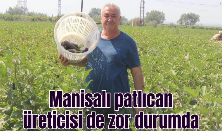 Manisalı patlıcan üreticisi de zor durumda