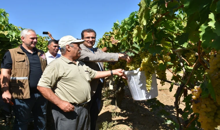 Salihli’de üzüm hasadı başladı