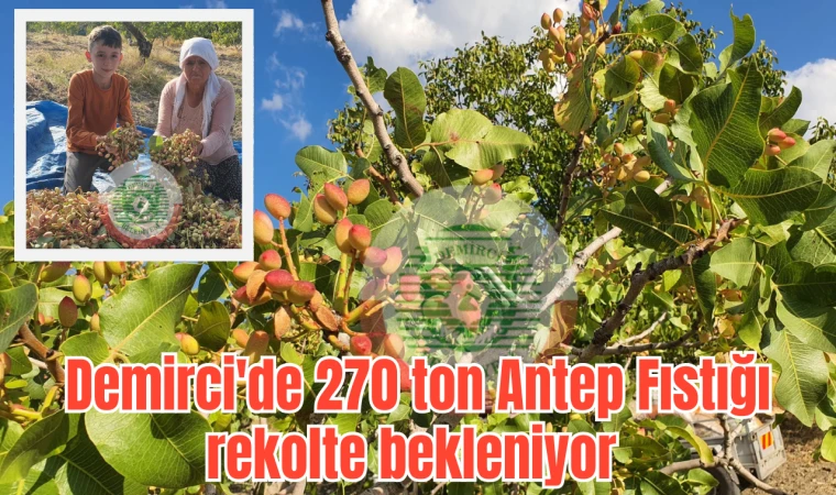 Demirci'de 270 ton Antep Fıstığı rekolte bekleniyor 