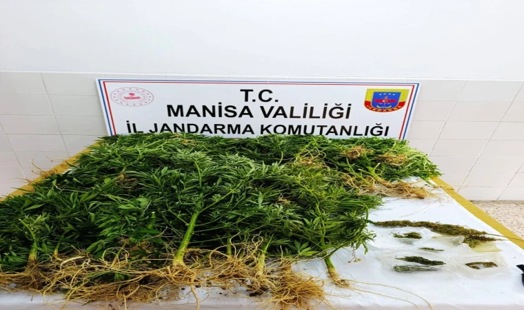 Manisa jandarmasından kenevir operasyonu