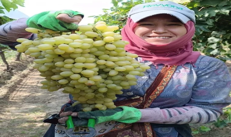 Manisa'da her gün 400 ton üzüm kesiliyor