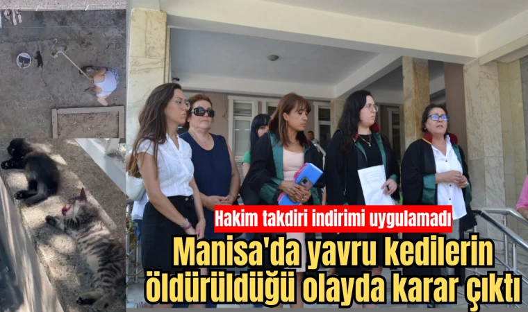 Manisa'da yavru kedilerin öldürüldüğü olayda karar çıktı