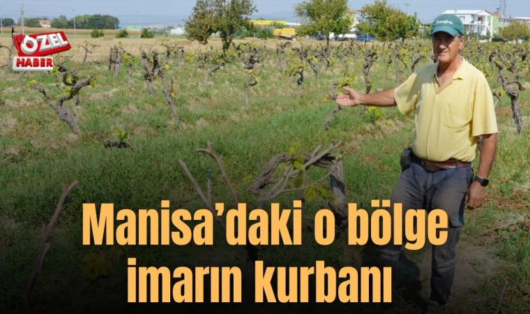 Manisa’daki verimli topraklar İmarın kurbanı