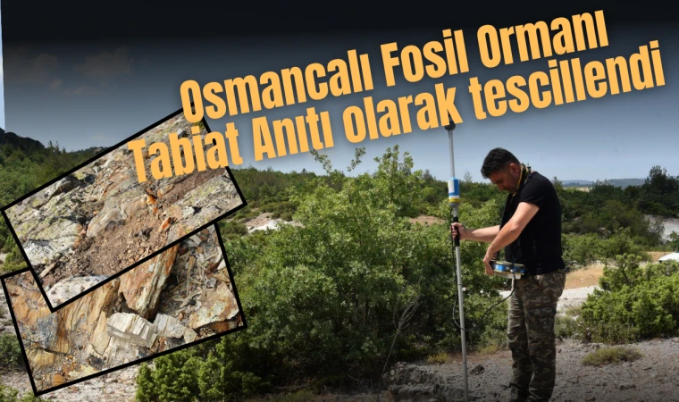 Osmancalı Fosil Ormanı Tabiat Anıtı olarak tescillendi