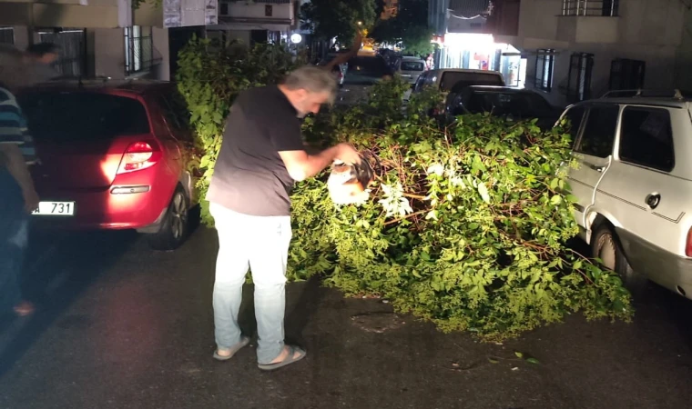 Sağanak yağış ağaçları devirdi