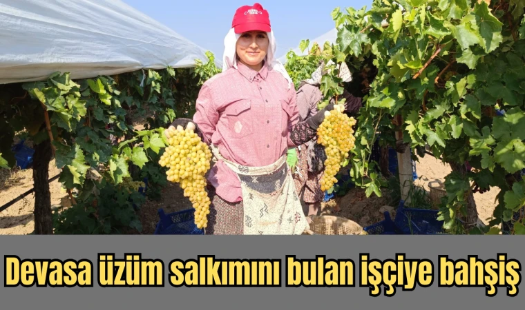 Sarıgöl'de devasa salkımlar ilgi odağı oldu