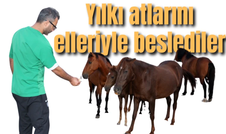 Yılkı atlarını elleriyle beslediler