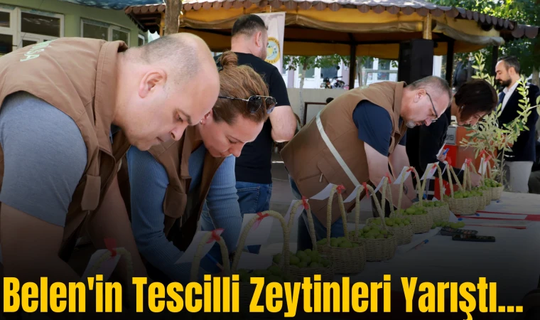 Belen'in Tescilli Zeytinleri Yarıştı...