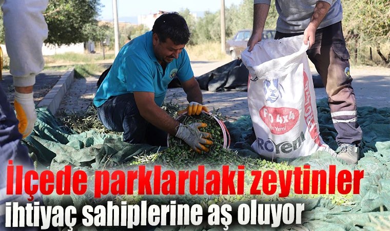 İlçede parklardaki zeytinler ihtiyaç sahiplerine aş oluyor