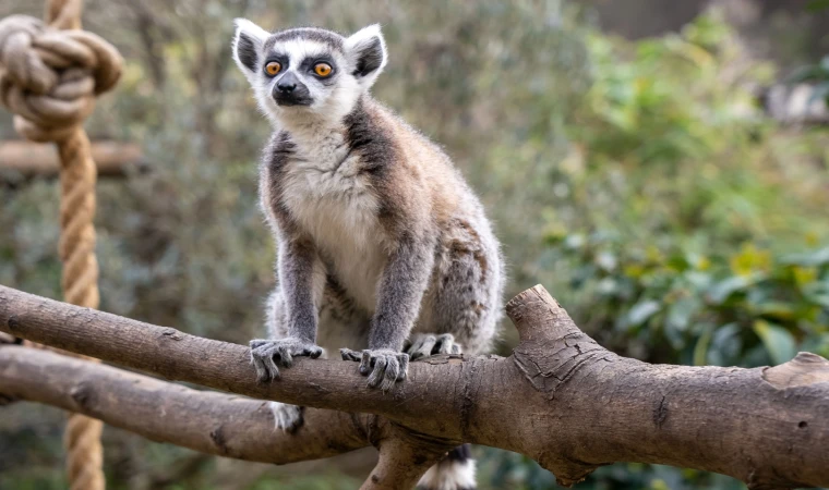 Lemur türlerinin korunmasına dikkat çekildi