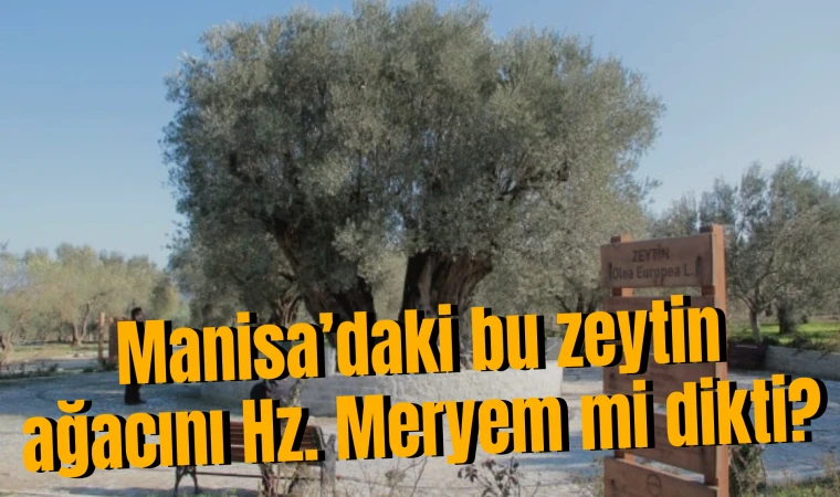 Manisa’daki bu zeytin ağacını Hz. Meryem mi dikti?