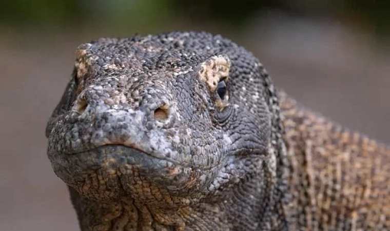 Muhteşem Komodo Ejderi’nin Dünyasında Bir Yolculuğa Çıkartan &apos;Ejderhalar Ortaya Çıkıyor’ 27 Ekim Pazar Günü 20.00’de National Geographic WILD Ekranlarında!