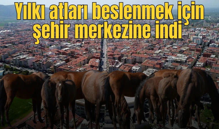 Yılkı atları beslenmek için şehir merkezine indi 