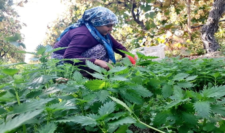 Bin bir zorlukla toplanıyor, sofralara lezzet katıyor