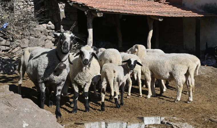 Manisa’da ‘Mavi Dil’ hastalığıyla mücadele ediliyor