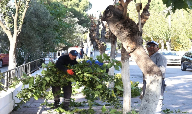 Yunusemre'de budama çalışmalarına başladı