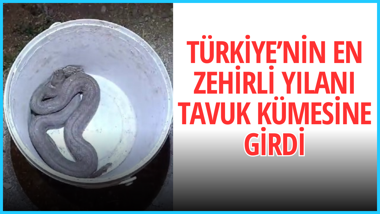 Türkiye’nin en zehirli yılanı tavuk kümesine girdi