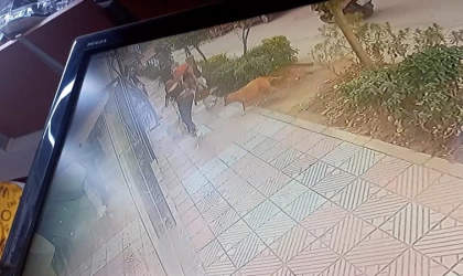 Manisa’da başıboş pitbull dehşet saçtı