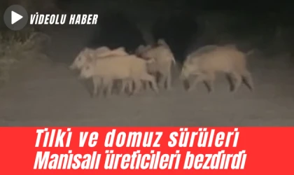 Manisalı üreticilerin en büyük sorunu tilki ve domuz sürüleri