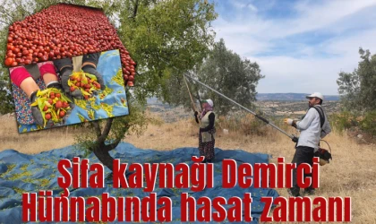 Şifa kaynağı Demirci Hünnabında hasat zamanı 