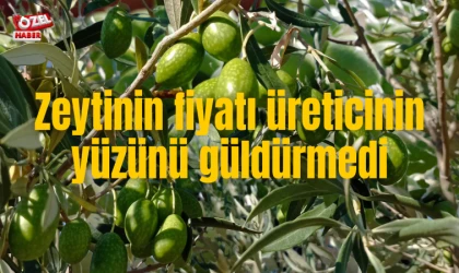 Zeytinin fiyatı üreticinin yüzünü güldürmedi