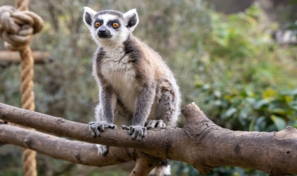 Lemur türlerinin korunmasına dikkat çekildi