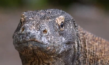 Muhteşem Komodo Ejderi’nin Dünyasında Bir Yolculuğa Çıkartan &apos;Ejderhalar Ortaya Çıkıyor’ 27 Ekim Pazar Günü 20.00’de National Geographic WILD Ekranlarında!