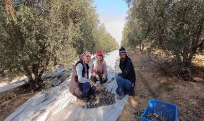 Sarıgöl'de zeytin hasadına başlandı