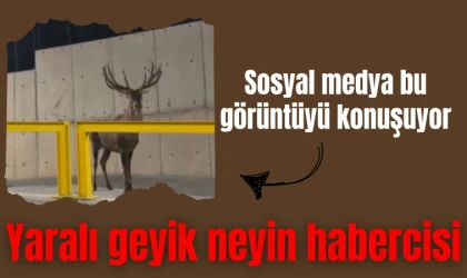 Sosyal medya bu görüntüyü konuşuyor: Yaralı geyik neyin habercisi